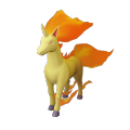 Rapidash