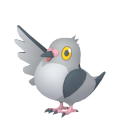 Pidove in Pokémon HOME