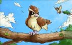 Pidgey